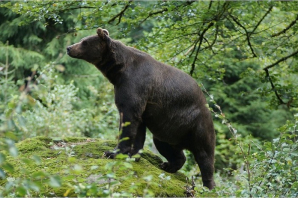 Kdo proplatí škody způsobené medvědem a vlkem?