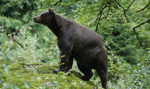 Zlínský kraj proplatí škody způsobené vydrou a medvědem 