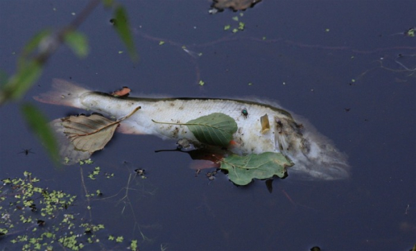 Za masivní úhyn ryb v řece Bečvě může podle inspekce životního prostředí kyanid, případ řeší policie