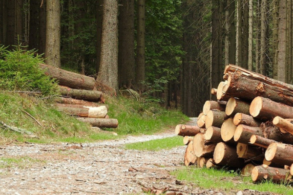 Skladované vytěžené dřevo se může z Vlárského průsmyku odvézt jen výjimečně
