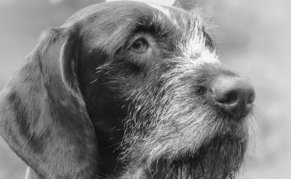 Ve Zlínském kraji byly potvrzeny dva případy Aujeszkyho choroby u loveckých psů