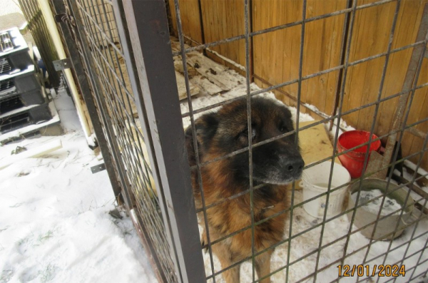 Týraný pes na Vizovicku byl přemístěn do náhradní péče