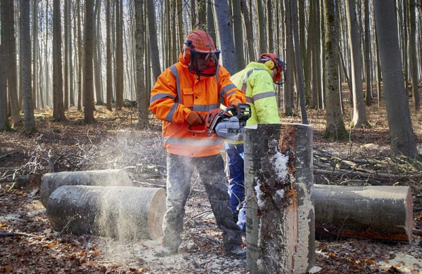 Zlín: V městských lesích začala těžba dřeva